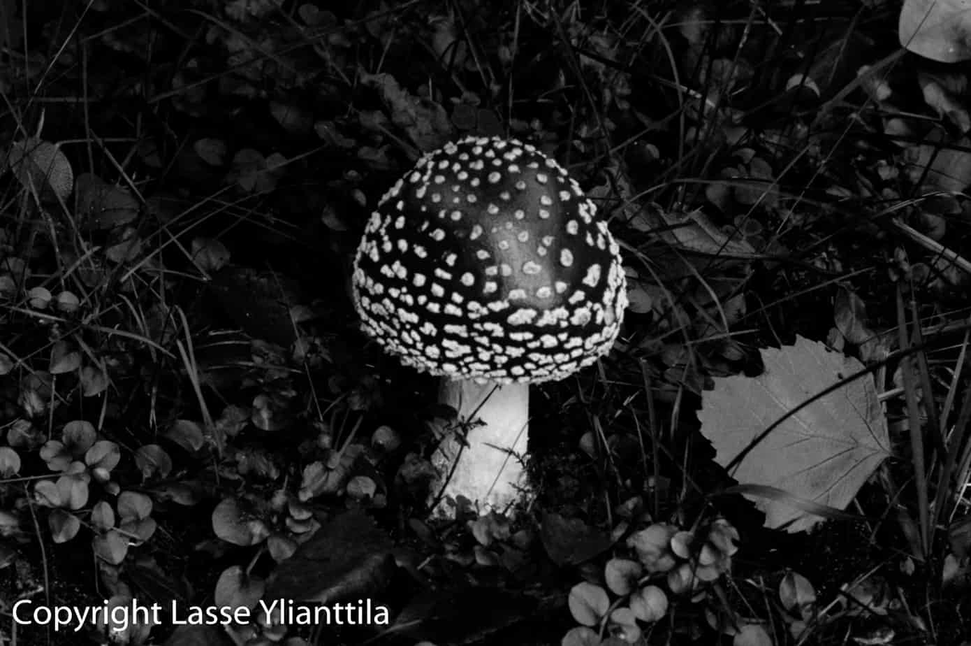 Vis And Uv Photograph Pairs Mushrooms Mosses Lichens Uv4plants Association